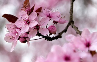 Kirschblüte in Japan
